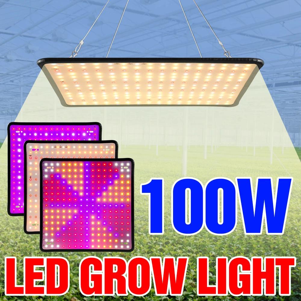 LED Ĺ  , ü Ʈ  , ǳ   ½ ä  , Ʈ  , 100W